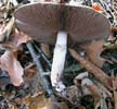 Agaricus abruptibulbus